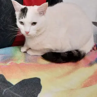 Angel (Vestal PetSsmart)