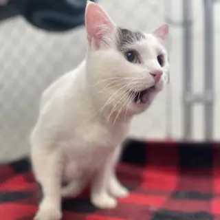 Angel (Vestal PetSsmart)