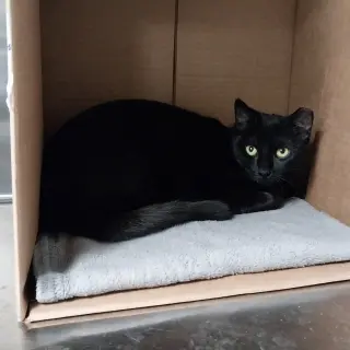 Tia
