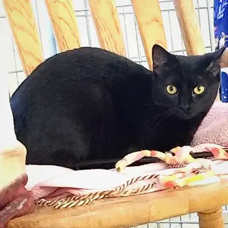 Tia