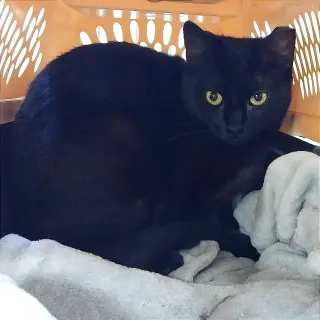 Tia