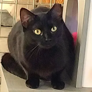 Tia