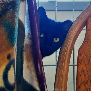 Tia