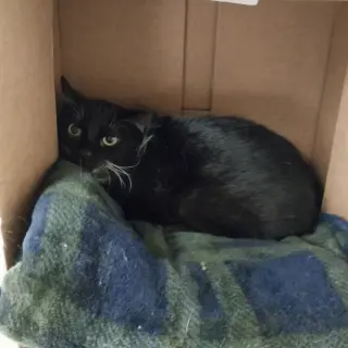 Delilah