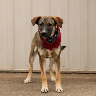 Zane