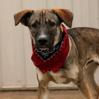 Zane