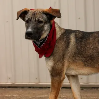 Zane