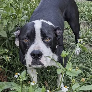 Ben