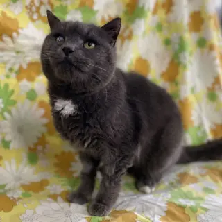 Smokey