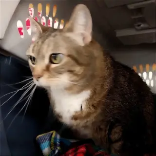 Annabelle