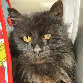 Niko