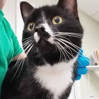 Cinder