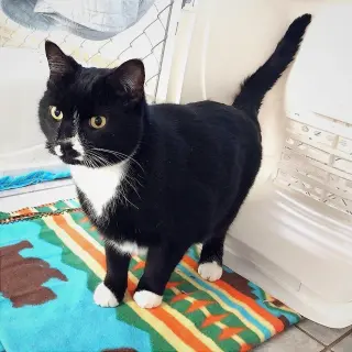 Cinder