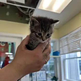 Ash (Ithaca PetSmart)