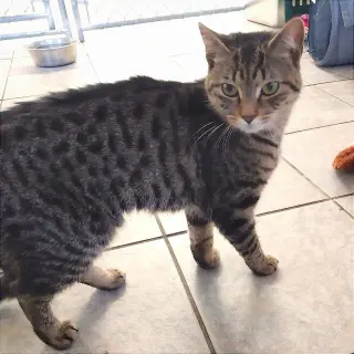 Ash (Ithaca PetSmart)