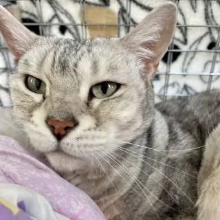 Chloe