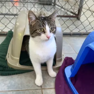 Stella Boy