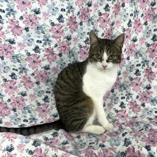 Stella Boy