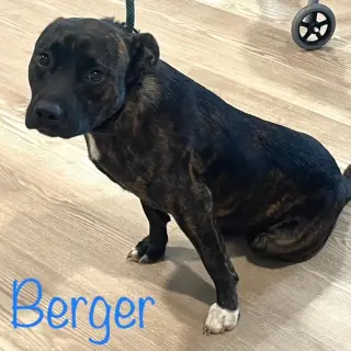 Berger
