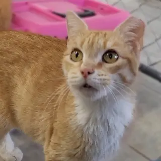 Pumpkin