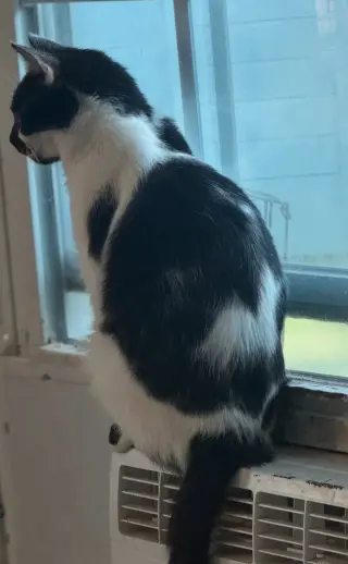 Valentina
