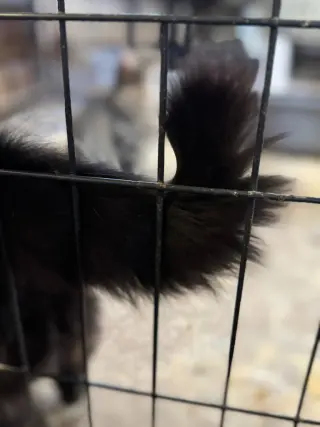 Meowrvelous Mrs. Maisel