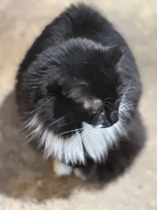 Meowrvelous Mrs. Maisel