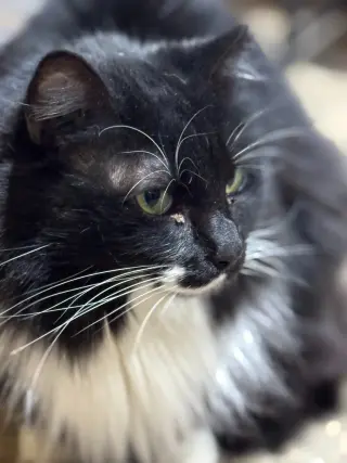 Meowrvelous Mrs. Maisel