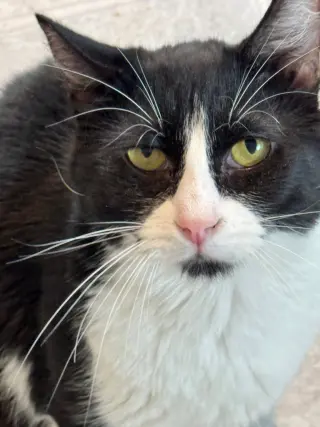 Oreo