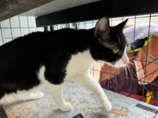 Oreo