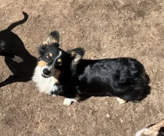 Oreo