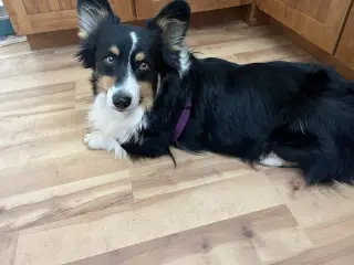 Oreo