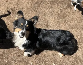 Oreo