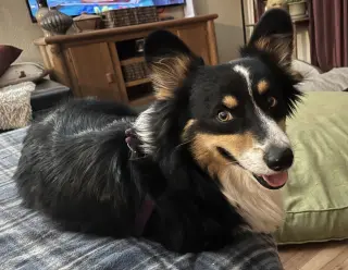 Oreo
