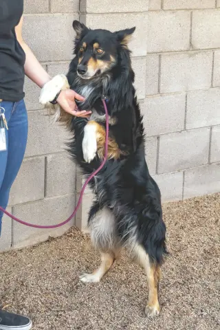 BRUCIE