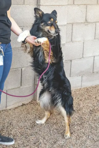 BRUCIE