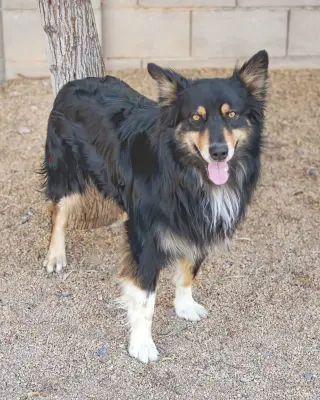 BRUCIE