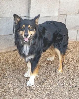BRUCIE