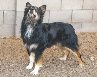 BRUCIE