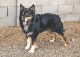 BRUCIE