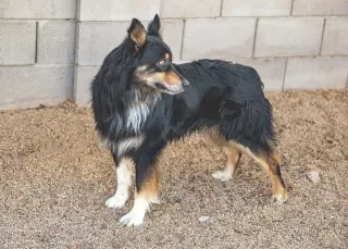 BRUCIE