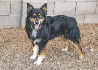 BRUCIE