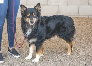 BRUCIE