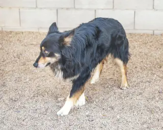BRUCIE
