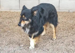 BRUCIE