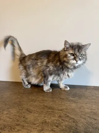 Ellie