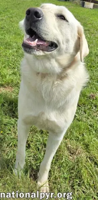 Hudson in LA - Loves Back Scratches!