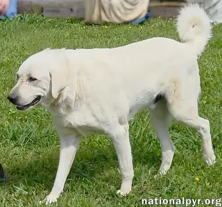 Hudson in LA - Loves Back Scratches!
