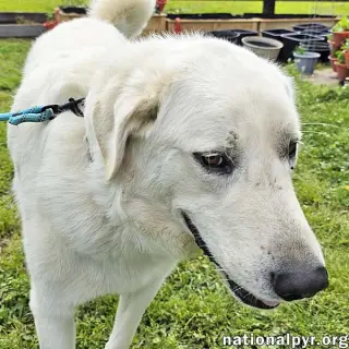 Bentley in LA - Curliest Tail Award Winner!
