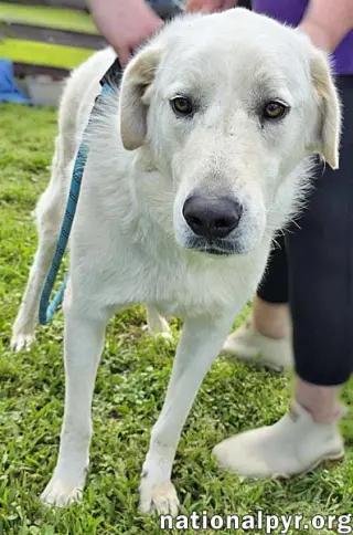 Bentley in LA - Curliest Tail Award Winner!